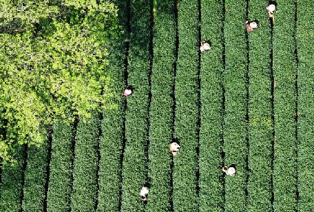 新华鲜报丨国际茶日，一片树叶写传奇！