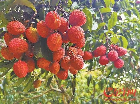 汕尾荔枝香从田间飘向全球
