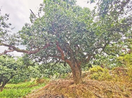 揭阳惠来17万多亩荔枝丰收在望
