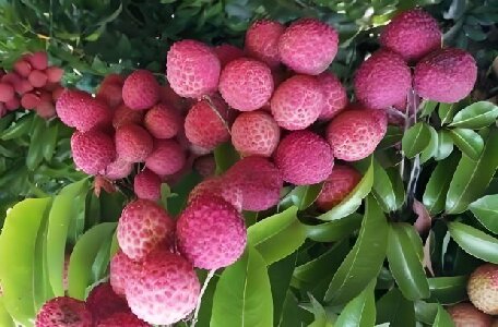 汕尾荔枝“红丽人”单果重达80克